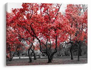Tablou - Copacii roșii, Central Park, New York (70x50 cm)
