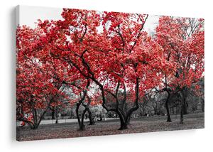 Tablou - Copacii roșii, Central Park, New York (90x60 cm)