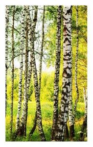 Fototapetă vlies pădure de mesteacăn 150 x 250 cm