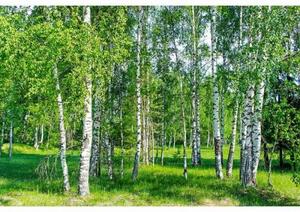 Fototapetă vlies dumbravă de mesteacăn 375 x 250 cm