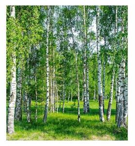 Fototapetă vlies dumbravă de mesteceni 225 x 250 cm