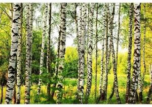 Fototapetă vlies pădure de mesteacăn 375 x 250 cm