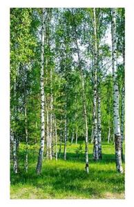Fototapetă vlies dumbravă de mesteacăn 150 x 250 cm