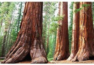 Fototapetă vlies sequoia 375 x 250 cm