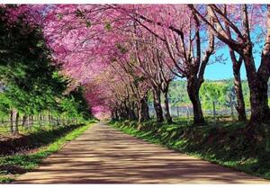 Fototapetă vlies alee înflorită 375 x 250 cm