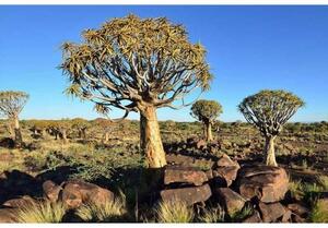 Fototapetă vlies namibia 375 x 250 cm
