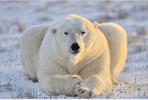 Fototapetă vlies urs polar 375 x 250 cm