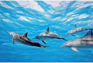 Fototapetă vlies delfini 375 x 250 cm