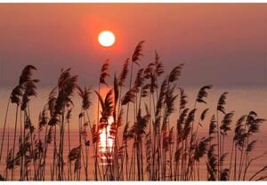Fototapetă vlies stuf pe lac 375 x 250 cm
