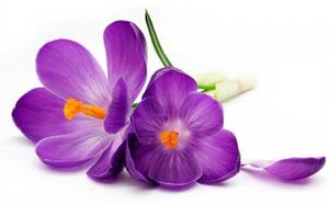 Fototapetă vlies crocus 375 x 250 cm