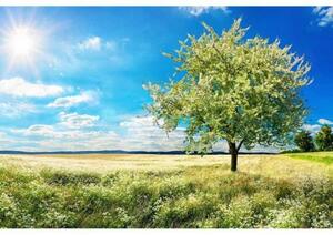 Fototapetă vlies copac pe pajiște 375 x 250 cm