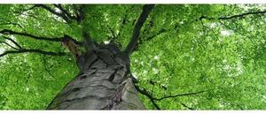 Fototapet panoramic vlies cu coroana copacilor 375 x 150 cm