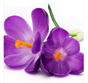 Fototapetă vlies crocus 225 x 250 cm