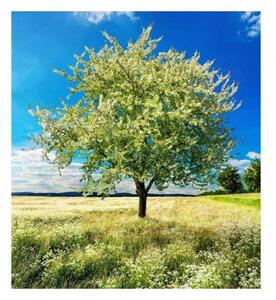 Fototapetă vlies copac în pajiște 225 x 250 cm