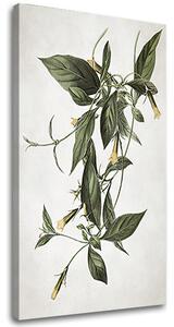 Tablou canvas PLANTS 012 - 40x60 cm