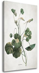 Tablou canvas PLANTS 011 - 40x60 cm