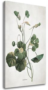 Tablou canvas PLANTS 011 - 40x60 cm