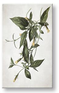 Tablou canvas PLANTS 012 - 40x60 cm
