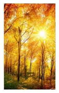 Fototapetă vlies pădure însorită 150 x 250 cm