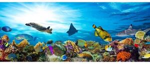 Fototapet panoramic vlies cu pești în ocean 375 x 150 cm