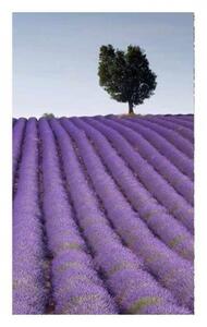 Fototapetă vlies câmp de lavandă 150 x 250 cm