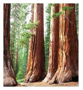 Fototapetă vlies sequoia 225 x 250 cm