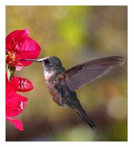Fototapetă vlies colibri 225 x 250 cm