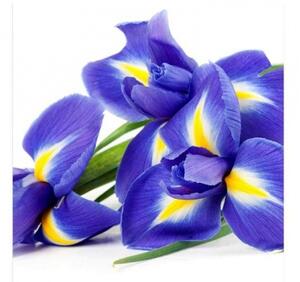Fototapetă vlies iris 225 x 250 cm