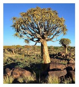 Fototapetă vlies namibia 225 x 250 cm
