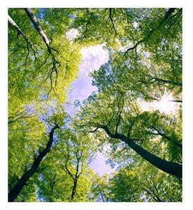 Fototapetă vlies copaci în nori 225 x 250 cm