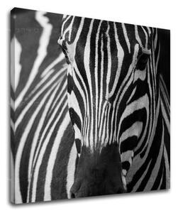Tablou de perete ANIMALE - 40x40 cm