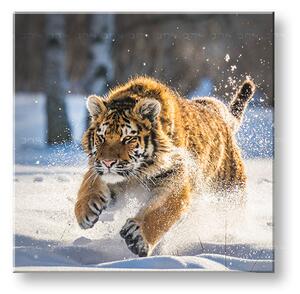 Tablou de perete ANIMALS_048-12 - 30x30 cm