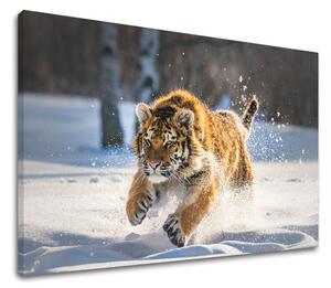 Tablou de perete ANIMALS_048-11 - 30x40 cm