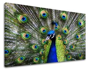 Tablou de perete ANIMALE - 20x30 cm