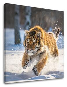 Tablou de perete ANIMALS_048-12 - 30x30 cm