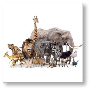 Tablou de perete ANIMALS_051-12 - 30x30 cm