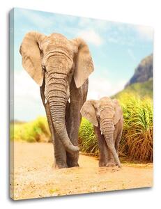 Tablou de perete ANIMALS_049-12 - 30x30 cm