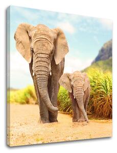 Tablou de perete ANIMALS_049-12 - 40x40 cm