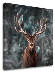 Tablou de perete ANIMALS_052-12 - 30x30 cm