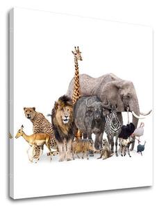 Tablou de perete ANIMALS_051-12 - 30x30 cm