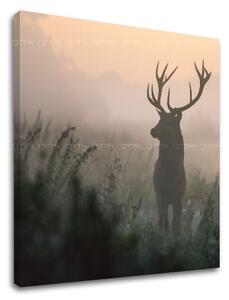 Tablou de perete ANIMALS_054-12 - 30x30 cm