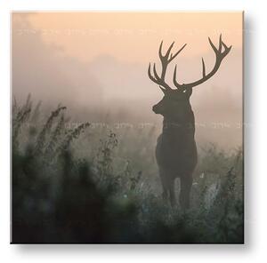 Tablou de perete ANIMALS_054-12 - 30x30 cm