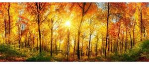 Fototapet panoramic vlies cu pădure însorită 375 x 150 cm