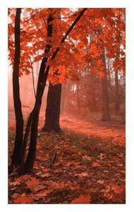 Fototapetă vlies pădure în ceață 150 x 250 cm