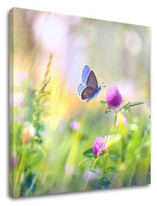 Tablou de perete COLORFUL FLOWERS_161-12 - 40x40 cm