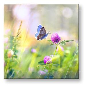 Tablou de perete COLORFUL FLOWERS_161-12 - 30x30 cm