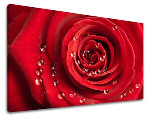 Tablou de perete FLORI OF ROSES - 80x120 cm