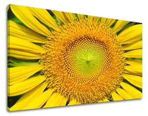 Tablou de perete FLORI SUNflowers - 30x40 cm