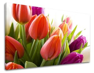 Tablou de perete FLORI TULIPANS - 80x120 cm