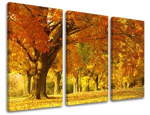Tablou de perete în 3 părți ARBORI - 60x40 cm